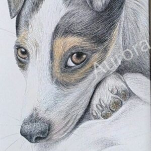 Jack sur son coussin